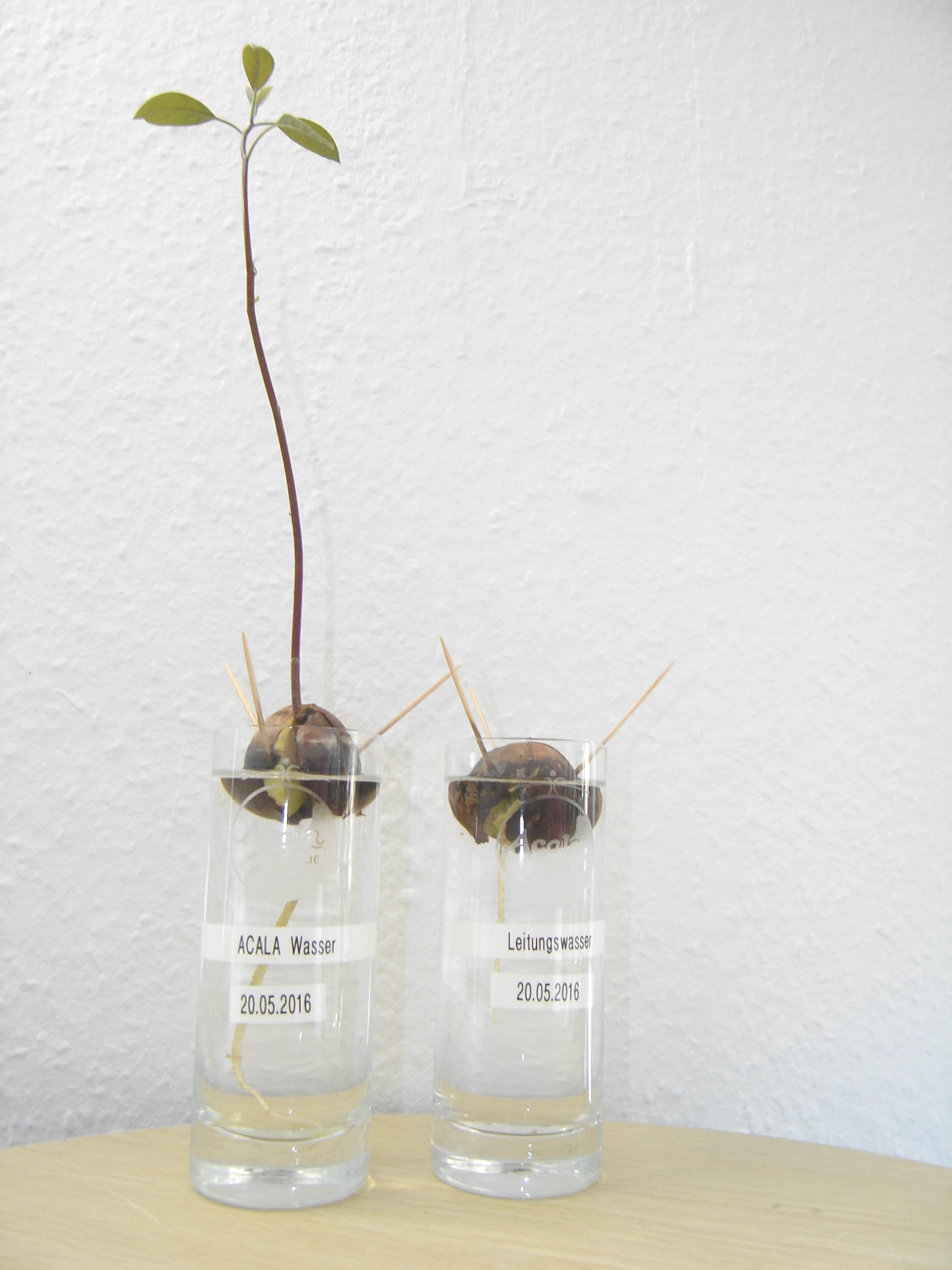 Pflanzentest mit Acala gefiltertem Wasser. 2 Gläser mit Wasser gefüllt und einem Avocadokern darin. Im linken Glas wächst ein Stengel daraus, im rechten nicht.