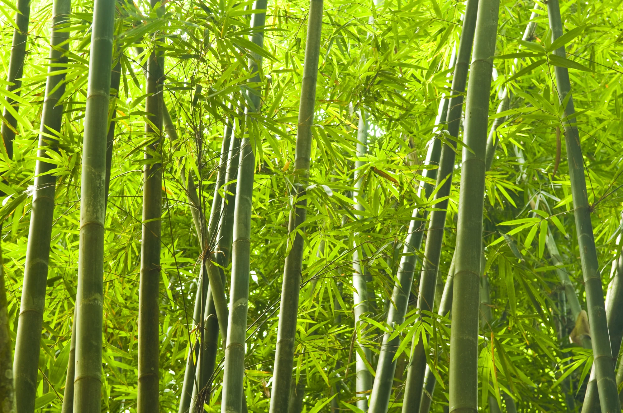 Zu sehen ist ein grüner Bambuswald. Die Bäume stehen dicht an dicht und tragen leuchtend grüne Blätter. Die Sonne scheint von oben durch die Bäume. 