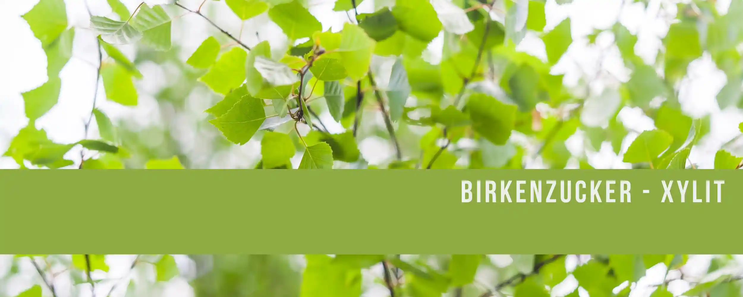 Birkenblätter als Hintergrund und im vordergrund steht Birkenzucker - Xylit