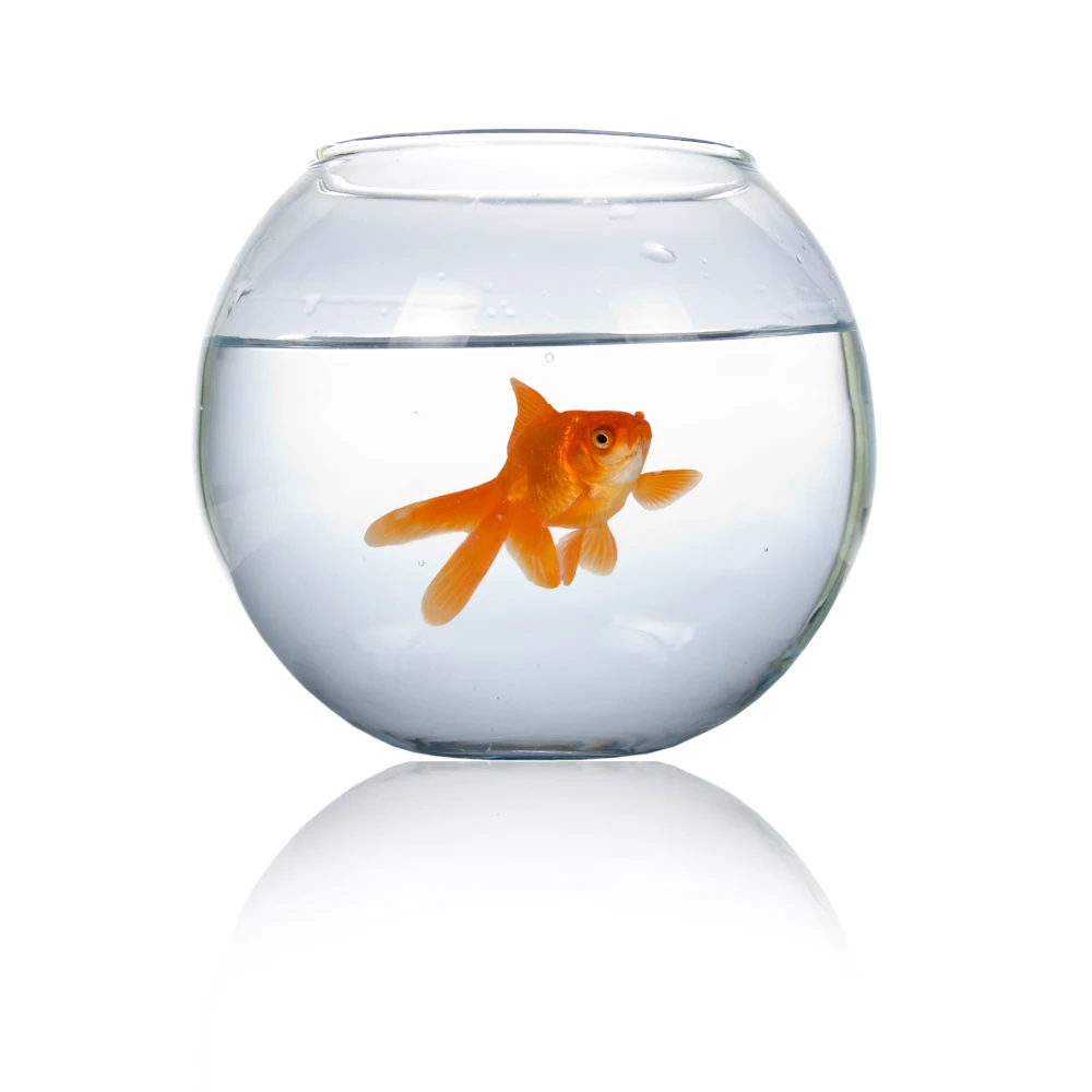 Goldfisch im Wasser in einem runden Glas