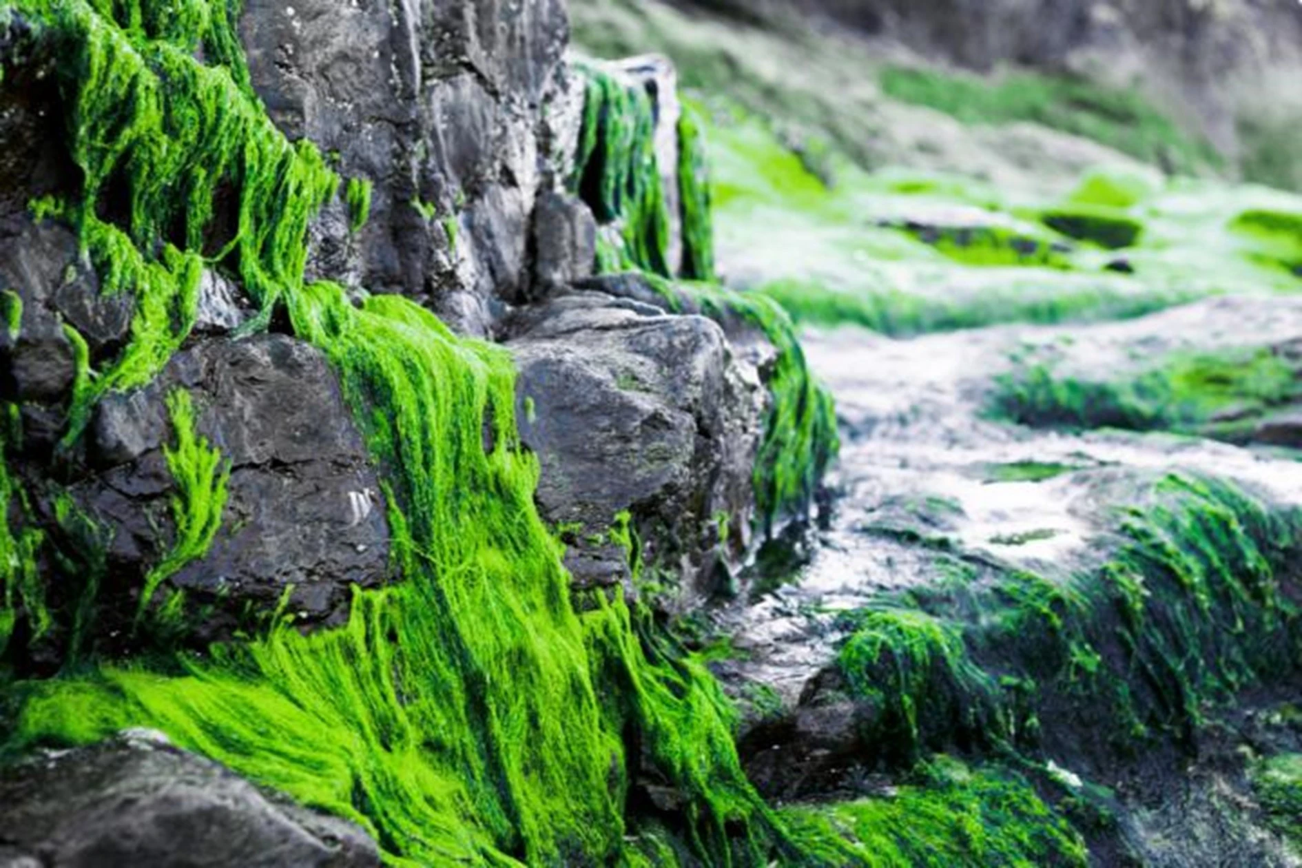 Mit Algen überzogende felsen. Ds Bild ist Teil des Acalablogsbeitrags: Algen - eine Plage oder nützlich?