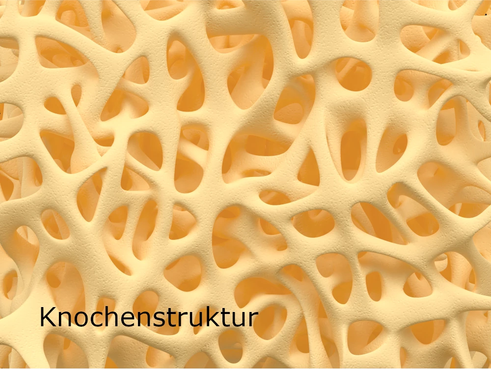 Nahaufnahme der Knochenstruktur.