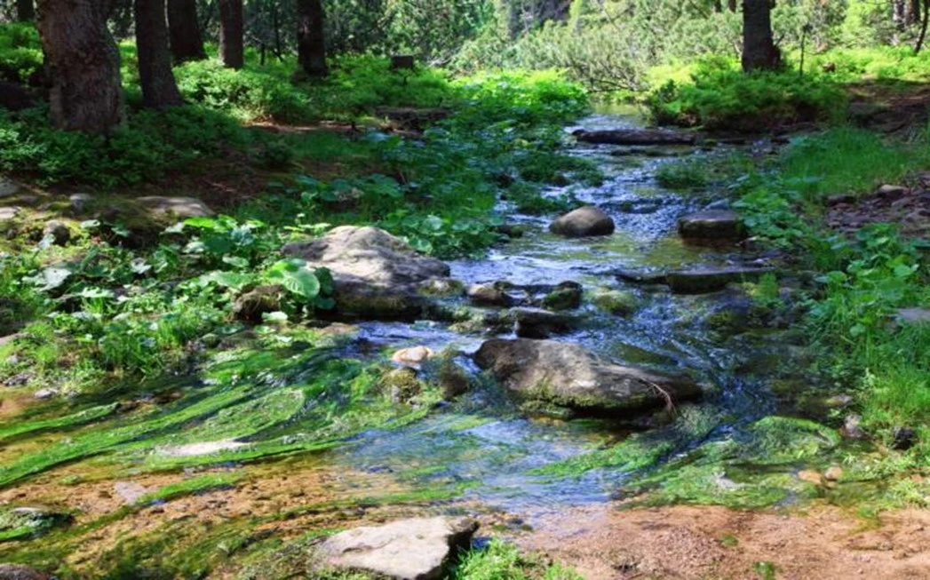 Ein Bach im Wald mit sehr vielen Algen. Das Bild ist ein Teil des Acala Blogbeitrages: Algen, eine Plage oder nützlich?