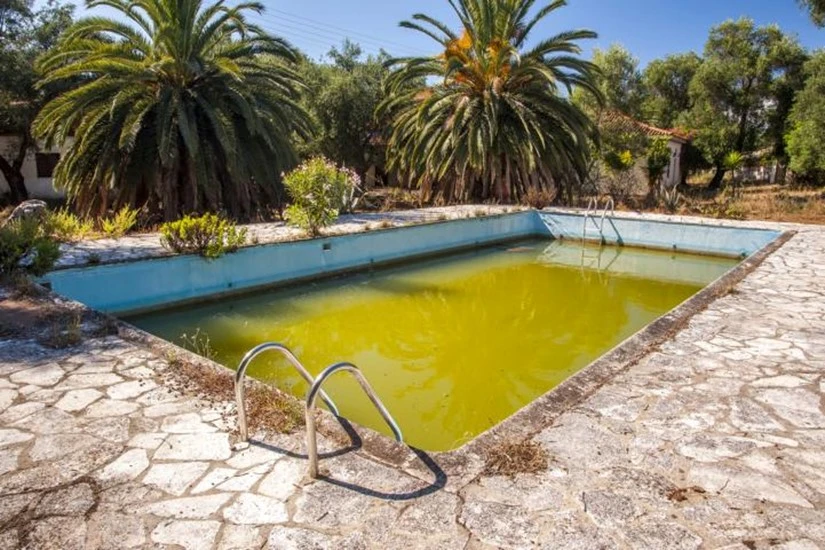 Pool voll Algen mit Palmen im Hintergrund. Das bild ist ein Teil des Blogbeitrags: Algen - eine Plage oder nützlich?, im Acalablog.
