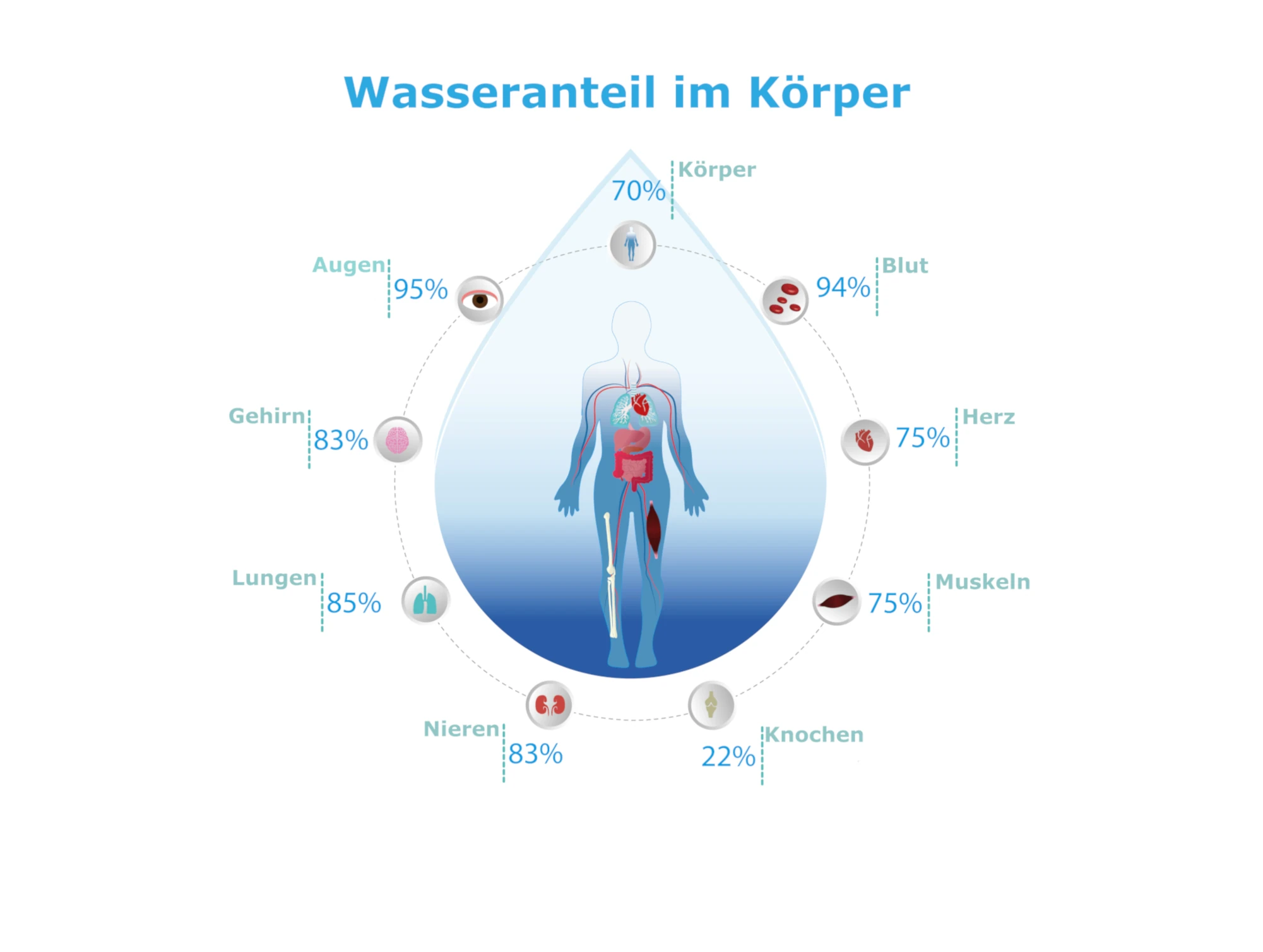Körper mit Zeichnung der verschiedenen Organe und deren Wassergehalt.