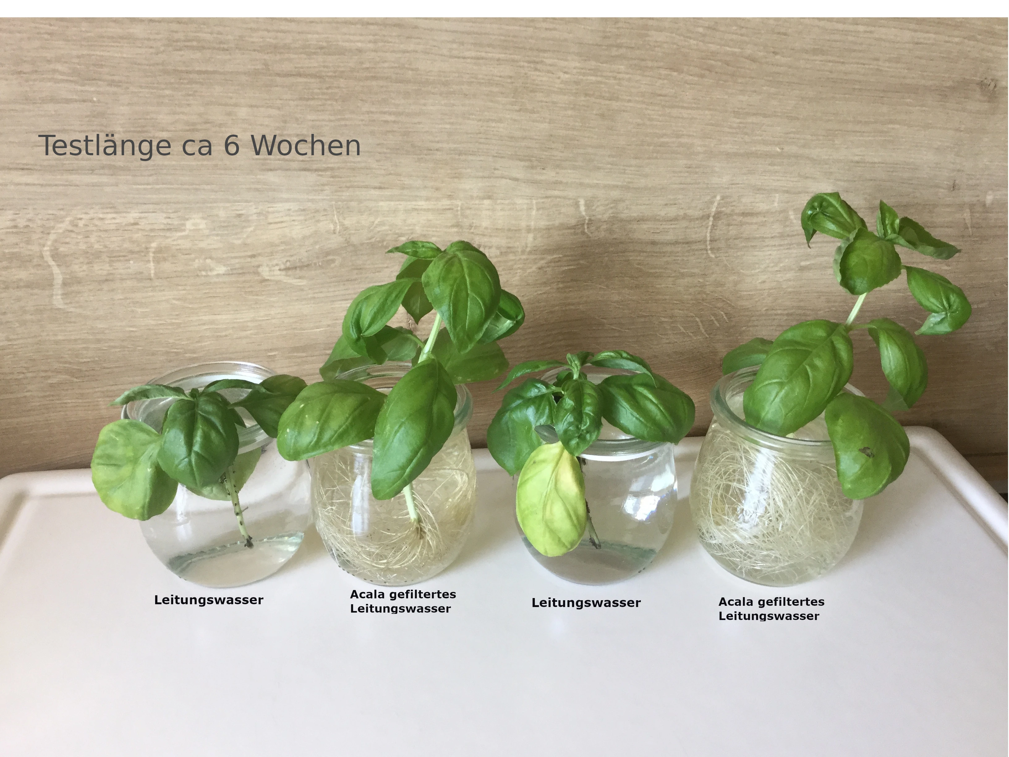 4 mit Wasser gefüllte Trinkgläser auf weißem Brett vor Holzhintergrund. In jedem Glas ist ein grüner Stängel. 2 sind hoch gewachsen und haben viele Wurzeln, die anderen beiden nicht.